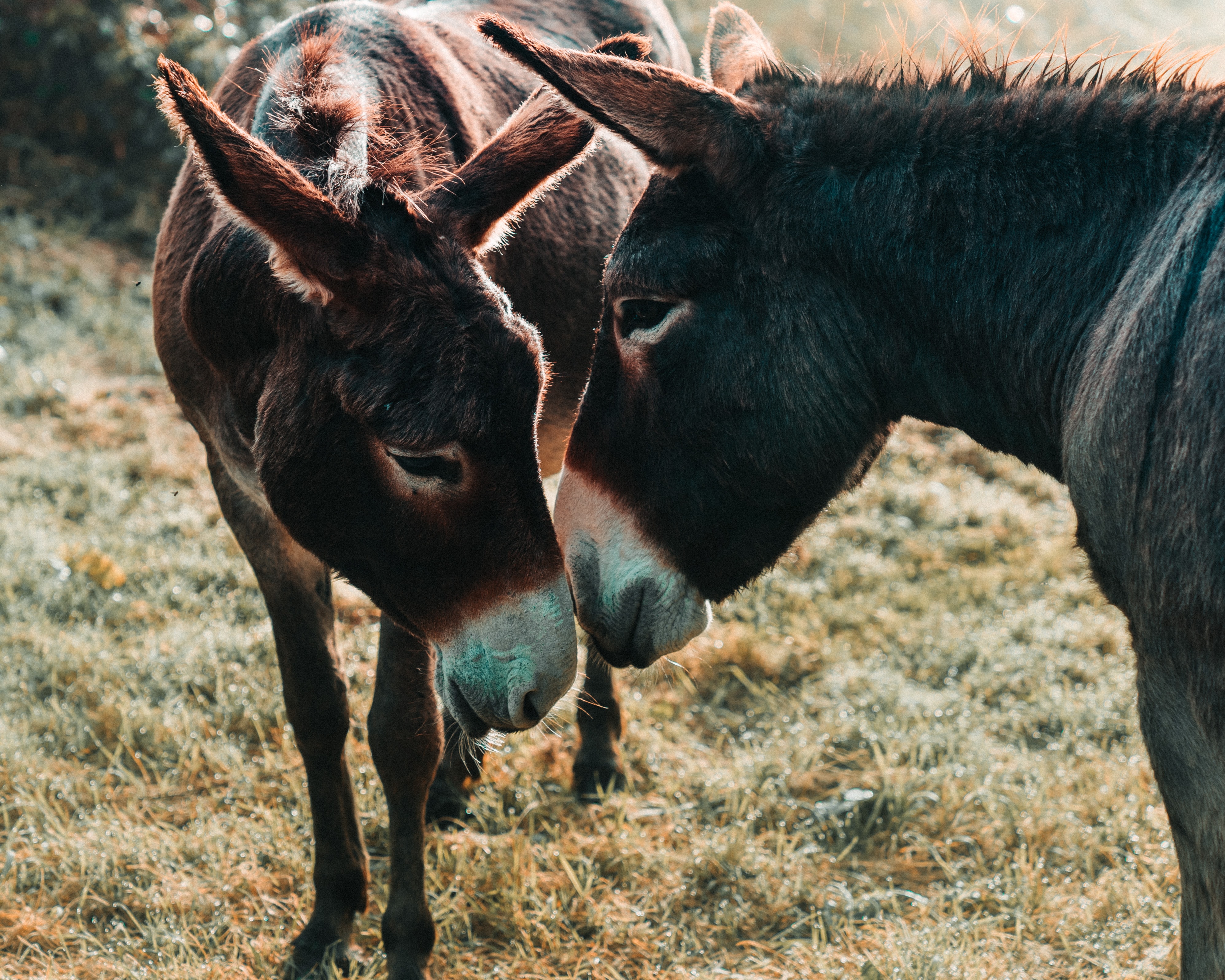 donkeys in love