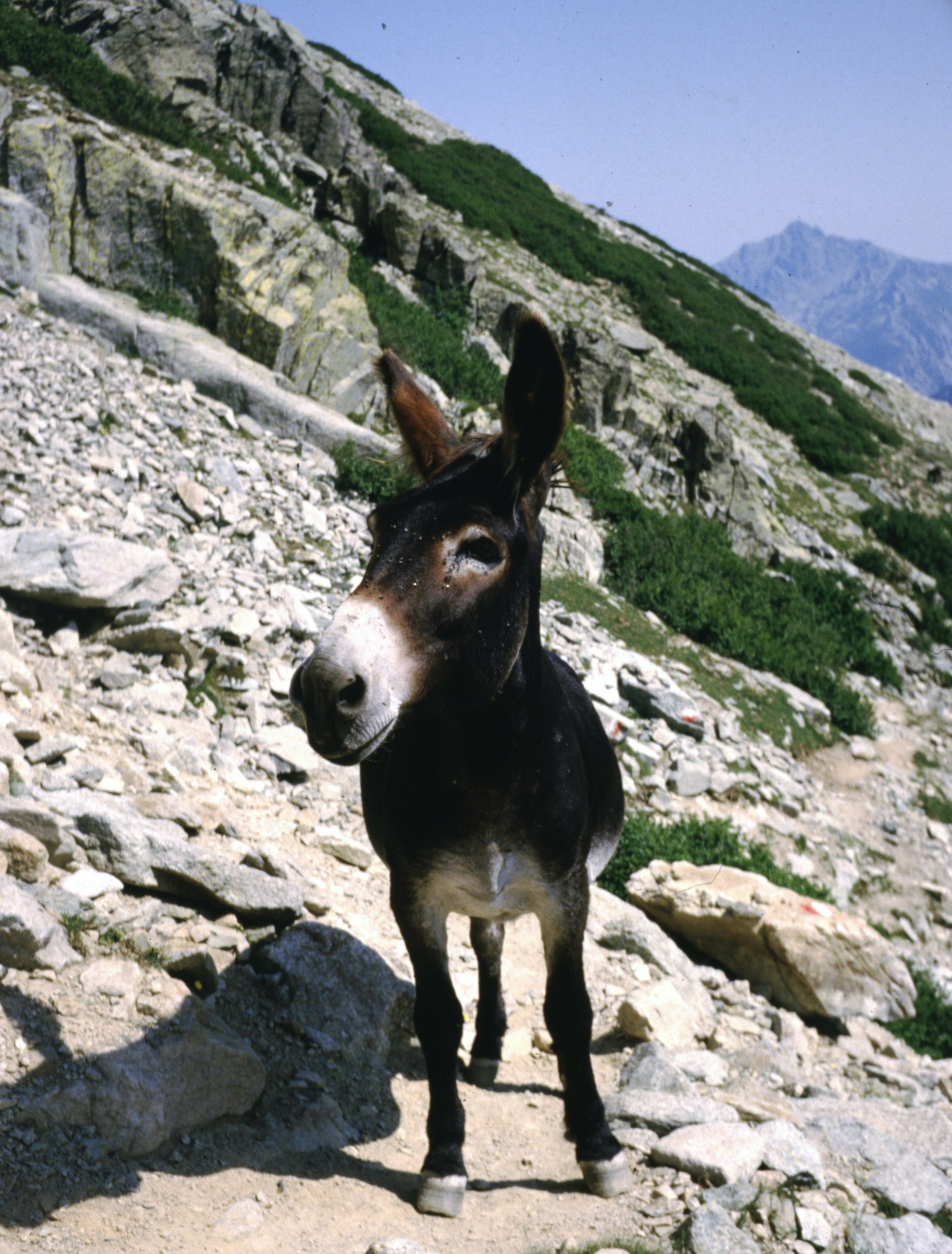 donkey-profile