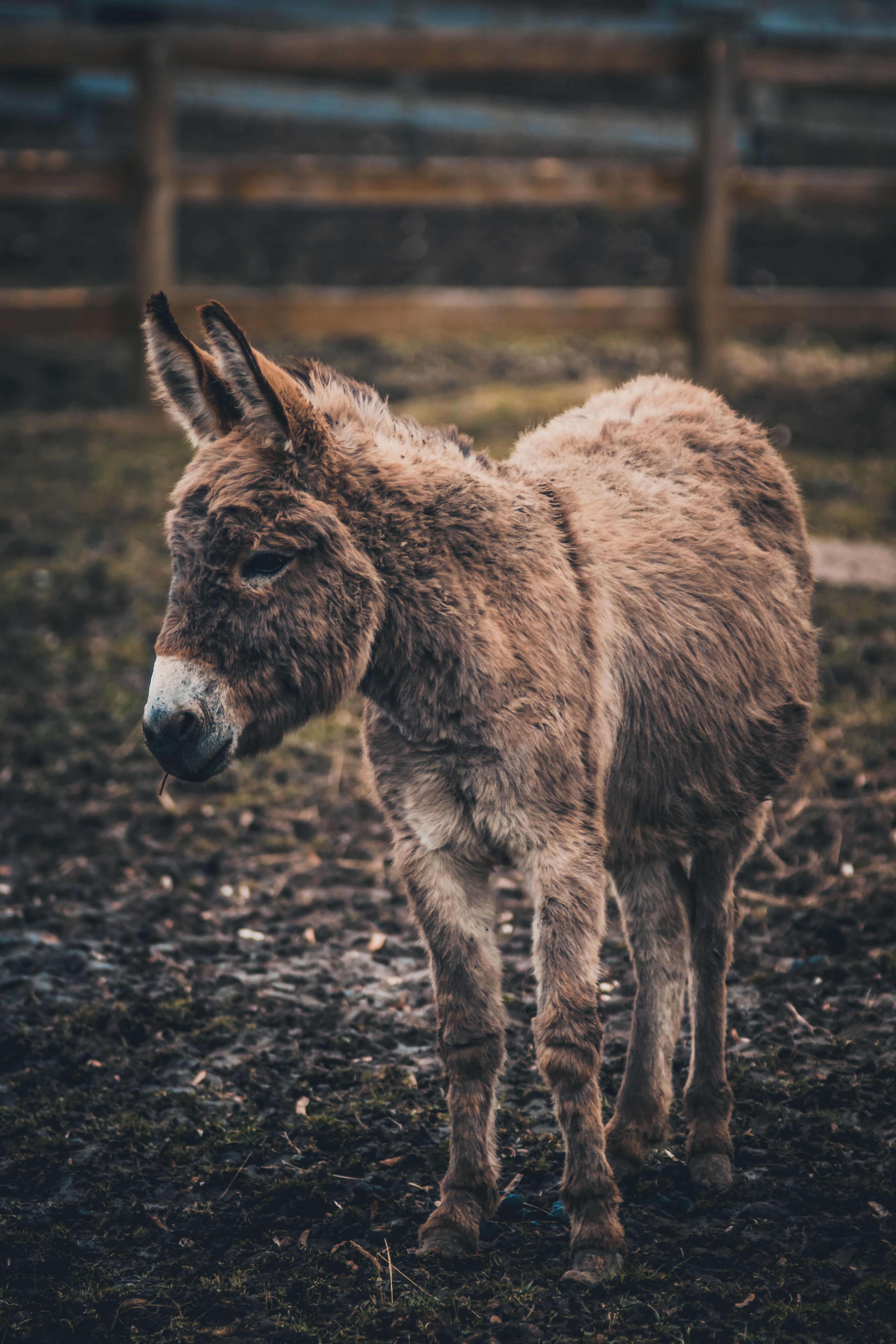 donkey-profile